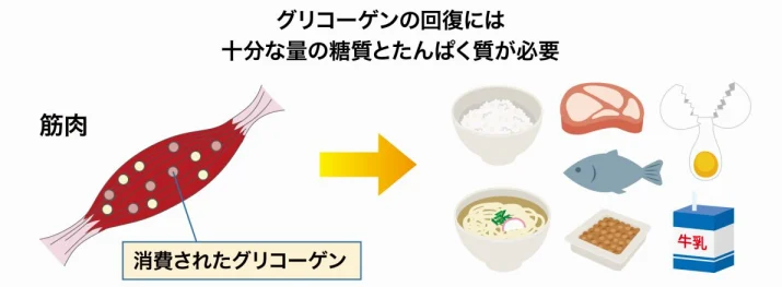 如何让糖原储备提升30%又减少疲劳？